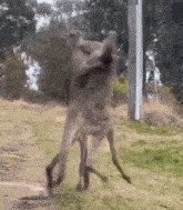 Roo Kangeroo GIF - Roo Kangeroo Australia GIFs