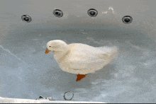 Duck Bath GIF - Duck Bath Splash GIFs