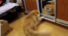 cat mirror angry