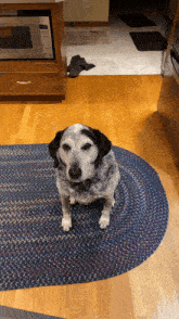 a black and white dog is sitting on a rug in a kitchen