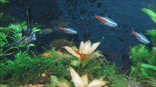 Can Neon Tetras Live In Cold Water GIF - Can Neon Tetras Live In Cold Water GIFs
