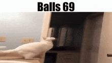 Balls Balls 69 GIF - Balls Balls 69 Cat GIFs