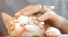 Cat Ego GIF - Cat Ego GIFs