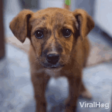 Puppy Eyes Viralhog GIF