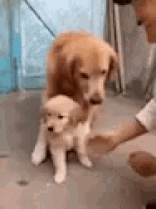 golden retrievers protective mine dogs puppys cute animals