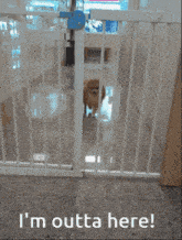 Dogs Funny Dogs GIF - Dogs Funny Dogs GIFs