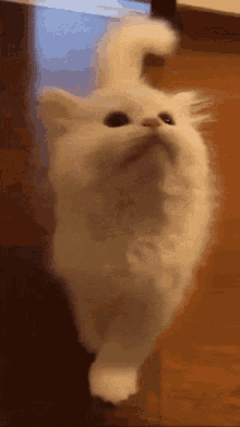 Aaa Cat Cat GIF