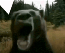 a close up of a bear with its mouth wide open