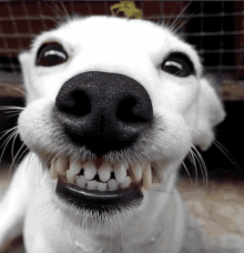 Dog smiling with human 2024 teeth