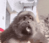 a close up of a monkey 's face with its mouth wide open