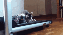 Karamell Cat GIF - Karamell Cat Katt GIFs