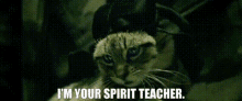 Keanu Im Your Spirit Teacher GIF - Keanu Im Your Spirit Teacher Cat GIFs