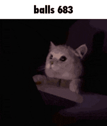 a cat is sitting in front of a tablet with the words `` balls 683 '' written above it .