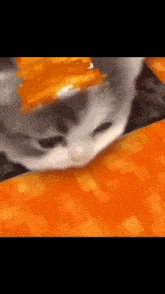Cat Lava GIF - Cat Lava GIFs