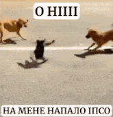 Ipso нахрюк GIF - Ipso нахрюк іпсо GIFs