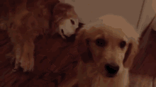 Good Night Mom GIF - Dog Puppy Cute GIFs
