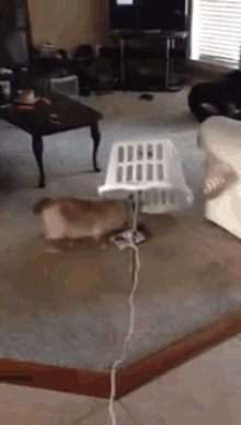 GIF