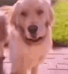 Dog Meme GIF - Dog Meme GIFs