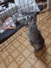 a small grey rabbit standing on its hind legs in front of a cage