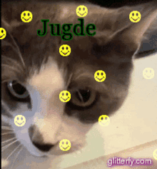 Jerems Judge GIF - Jerems Judge Cat GIFs