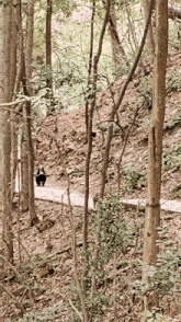 a person walking down a path in the woods with a backpack