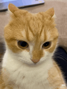 a close up of an orange and white cat looking at the camera with a laptop in the background ..