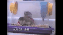 Two Bored Rats Do Backflips GIF - Cute Rats Exercise GIFs