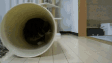 Weeeeeeeeeeee! GIF - Fun Cat Rolling GIFs