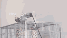 two birds sitting on top of a cage with the word mew above them