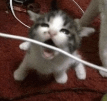 Kitten Cute GIF
