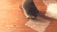 raccoon loves bubble wrap play