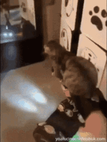 Cat Hoverboard GIF - Cat Hoverboard GIFs