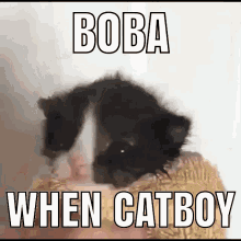 Funkymaids Boba GIF - Funkymaids Boba Catboy GIFs