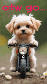a puppy is riding a motorcycle with the letter c on the front wheel