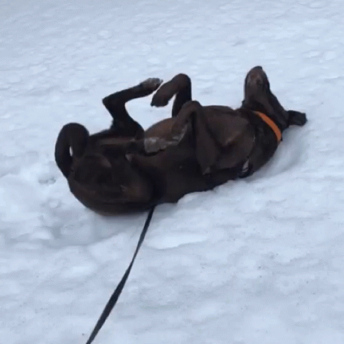 A dog rolling in the snow.