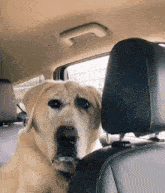 Dog Confused GIF - Dog Confused Stare GIFs