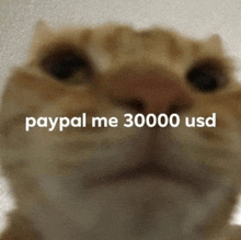 Bglamours Cat Close To Camera GIF - Bglamours Cat Close To Camera Paypal Me 30000 Usd GIFs