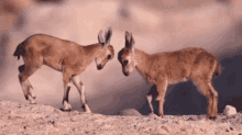 Head Butt GIF - Deer Fight Head Butt GIFs
