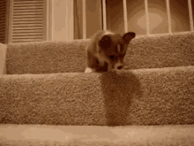 puppy dog scared stairs