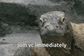 Join Vc Immediately Lizard Vc GIF