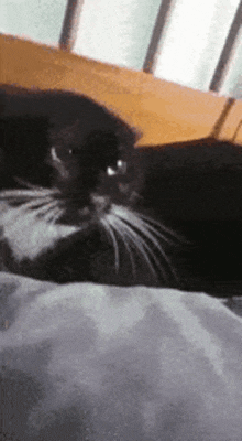 Cat Angry Cat GIF - Cat Angry Cat Meme GIFs