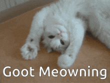 Cat Good Morning GIF - Cat Good Morning Meowning GIFs