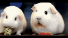 Sad Hamster GIF - Sad Hamster Surprised GIFs
