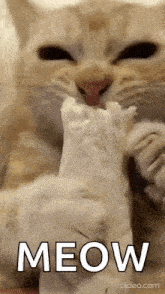 Cat Eating Fast GIF