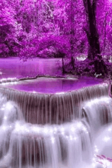 mystical forest violet mesmerizing nature