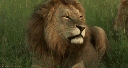 Leon Leones GIF - Lion Rawr Fierce - Discover & Share GIFs