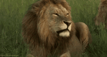lion rawr fierce king of the jungle