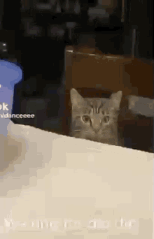 Catwaitingfordinidn Kutty GIF - Catwaitingfordinidn Cat Kutty GIFs