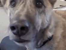 Dog Upset With Owner  GIF - Yeah GIFs