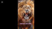 a lion with its mouth open and the words akrep kral odaya girdi